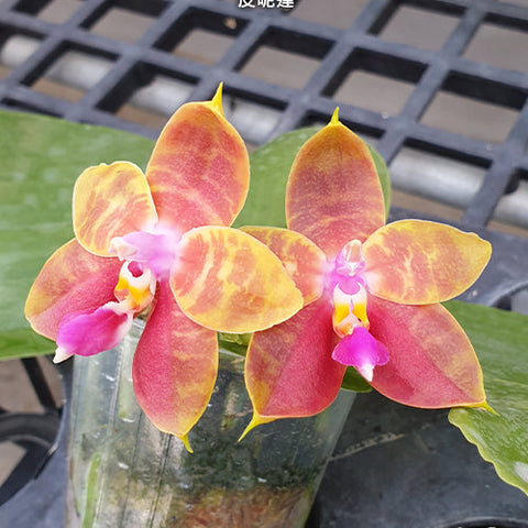 Phal. Guadalupe Pineda - flower 3 - square crop