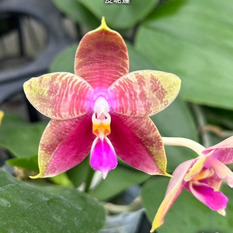 Phal. Guadalupe Pineda - flower 2 - square crop