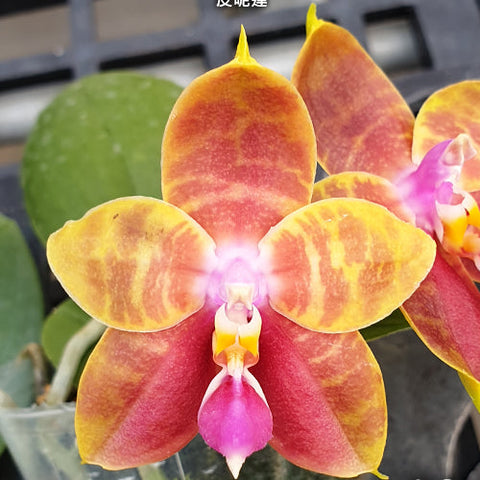 Phal. Guadalupe Pineda - flower 4 - square crop