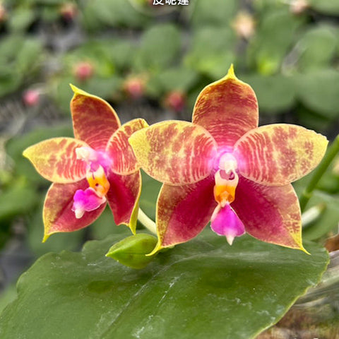 Phal. Guadalupe Pineda - square crop