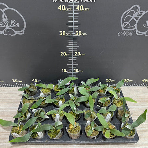Platy. veitchii cv. Lemoinei - 1.7 inch plant size reference - square crop