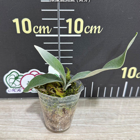 Platy. veitchii cv. Lemoinei - 1.7 inch plant size reference 2 - square crop