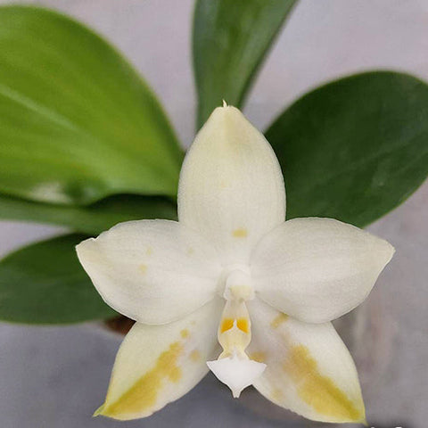Phal. Lioulin L Gift - flower 2 - square crop