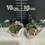 Macodes petola - 1.7 inch plant size reference - square crop