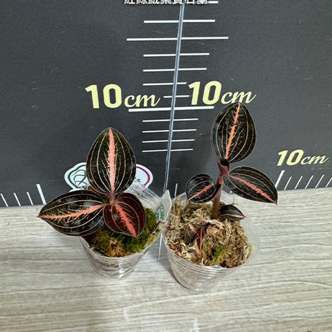 (Ludisia discolor var. nigrescens x Anct. siamensis) 'Red Velvet' - 1.7 inch plant size reference - square crop