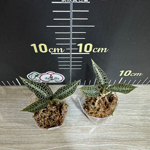 Goodyera hispida - 1.7 inch plant size reference - square crop