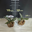 Goodyera hispida - 1.7 inch plant size reference - square crop