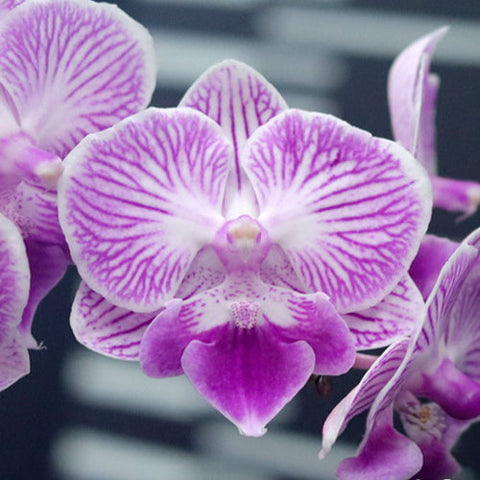 Phal. (Ching Shang Stripe x Sogo Vivien) 'ES' - flower 4 - square crop