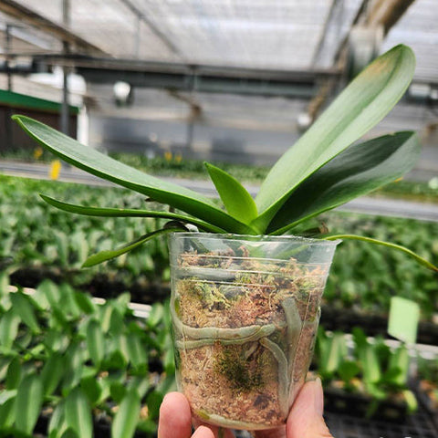 Phal. (Ching Shang Stripe x Sogo Vivien) 'ES' - 2.5 inch plant size reference - square crop