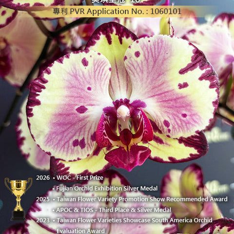 Phal. Miki Crown '16' SM/TOGA - square crop