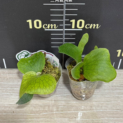 Platy. stemaria - 1.7 inch plant size reference - square crop