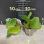 Platy. stemaria - 1.7 inch plant size reference - square crop