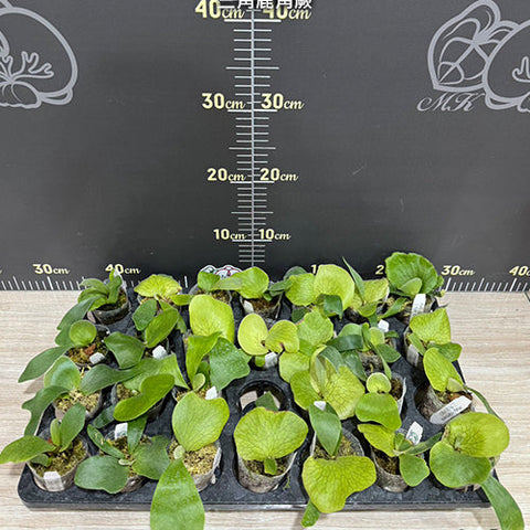 Platy. stemaria - 1.7 inch plant size reference 2 - square crop