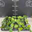 Platy. stemaria - 1.7 inch plant size reference 2 - square crop