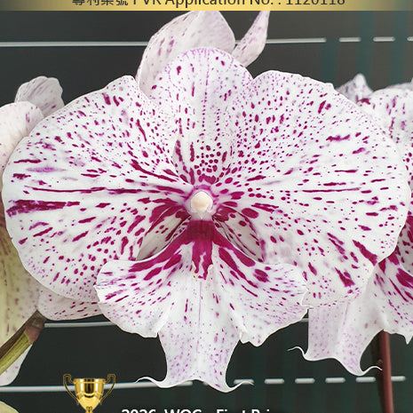 [Bare-root][Import AS-IS] #PA# Phal. Miki Meteor '121' 美琪流星 '121' [2.5" BS][Oct Preorder 26]