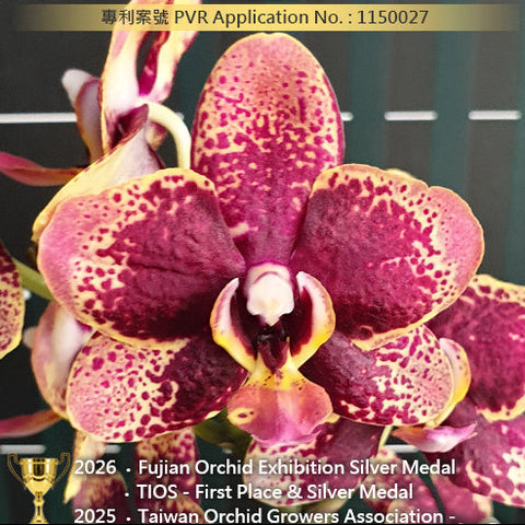 [Bare-root][Import AS-IS] #PA# Phal. Miki Pearl Bang 'Flash' 美琪霹靂珍珠 [3.0" BS][Oct Preorder 26]