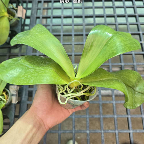 Phal. Yaphon Love Song 'wind chimes' - 2.5" size reference - square crop