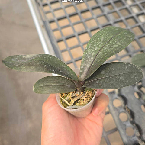Phal. Hsinying Little Knight 'Voodoo' - 1.7 inch plant size reference - square crop