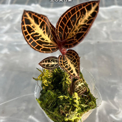 Anct. roxburghii 'Golden Heart' - 1.7 inch plant size reference - square crop