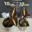 Anct. roxburghii 'Golden Heart' - 1.7 inch plant size reference 2 - square crop