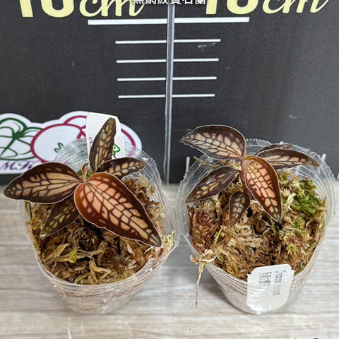 Cystorchis stenoglossa - 1.7 inch plant size reference - square crop