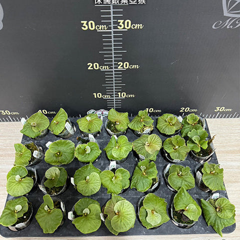 Platy. ridleyi 'Dwarf Silvery' - 1.7 inch plant size reference 2 - square crop