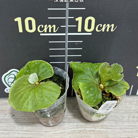 Platy. ridleyi 'Dwarf Silvery' - 1.7 inch plant size reference - square crop