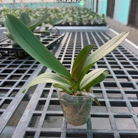 Phal. Dai Yang Perak Fire - 2.5 inch plant size reference - square crop