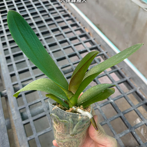 Phal. Dai Yang Perak Fire - 2.5 inch plant size reference 2 - square crop