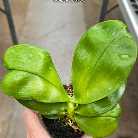 Phal. violacea var. indigo x sib - 2.5 inch plant size reference - square crop