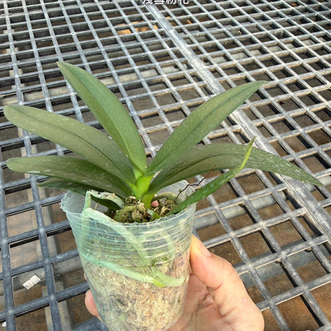 Phal. Hatuyuki 'Pink' - 2.5 inch plant size reference - square crop