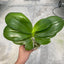 Phal. Germaine Vincent var. blue x sib - 2.5 inch plant size reference - square crop