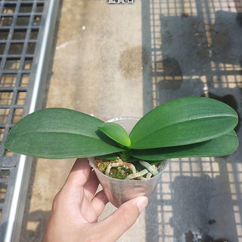 Phal. Reyoung Ultra Violet - 2.5 inch plant size reference - square crop
