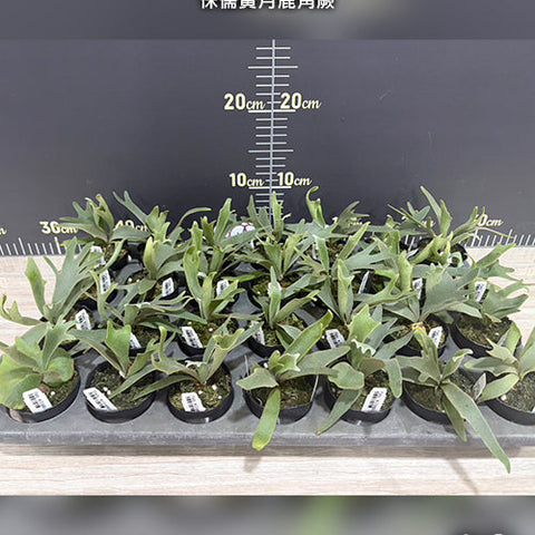 Platy. willinckii 'Yellow Moon Dwarf' - 2 inch plant size reference 2 - square crop