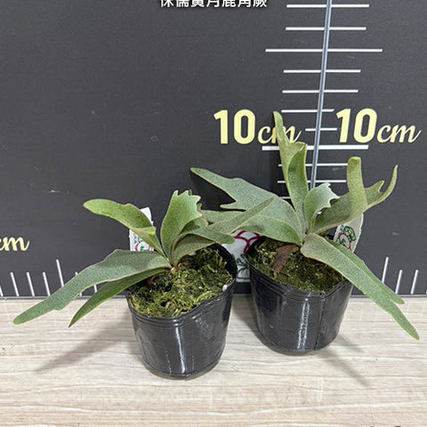 Platy. willinckii 'Yellow Moon Dwarf' - 2 inch plant size reference - square crop
