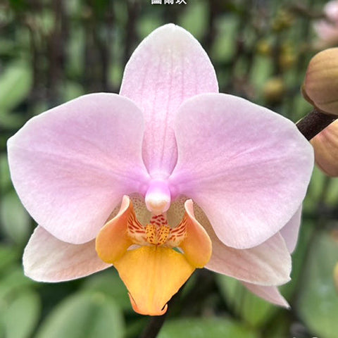 Phal. Tulcan - flower 4 - square crop