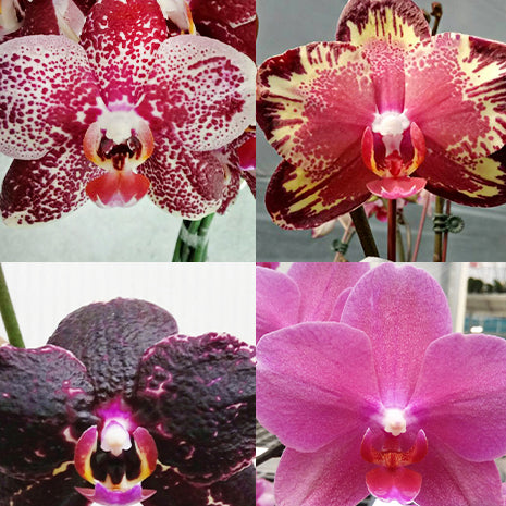 [Bare-root][Import AS-IS] #PA# Phal. I-Hsin The Big Bang Peloric '2 eyes' 大霹靂 '兩眼' [2.5" BS][Oct Preorder 26]