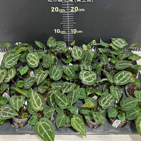 [Bare-root][Import AS-IS] #TP# Anthurium Red crystallinum × sib 紅水晶花燭 (實生苗) [1.7" pot][Sept Preorder 26]