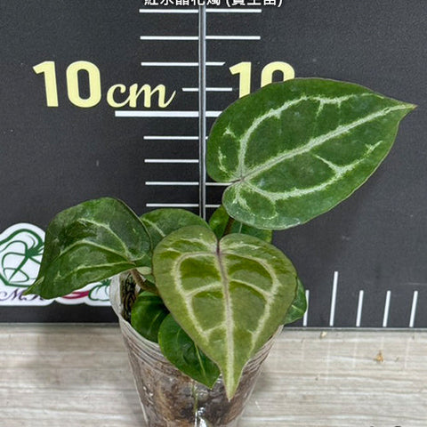 [Bare-root][Import AS-IS] #TP# Anthurium Red crystallinum × sib 紅水晶花燭 (實生苗) [1.7" pot][Sept Preorder 26]