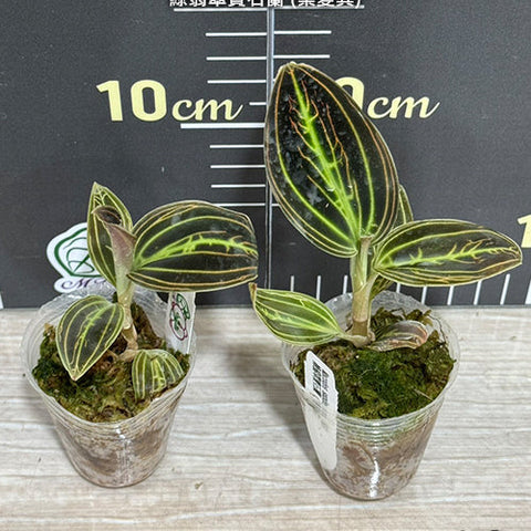 Macodes sanderiana (ES) - 1.7 inch plant size reference - square crop