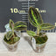 Macodes sanderiana (ES) - 1.7 inch plant size reference - square crop