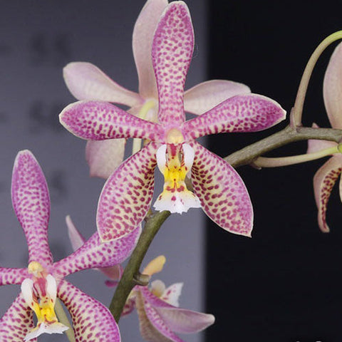 Phal. Yaphon Pink Lady '1241' - square crop