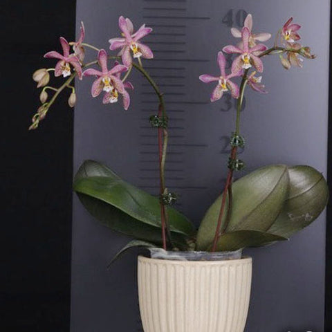Phal. Yaphon Pink Lady '1241' - flower 2 - square crop