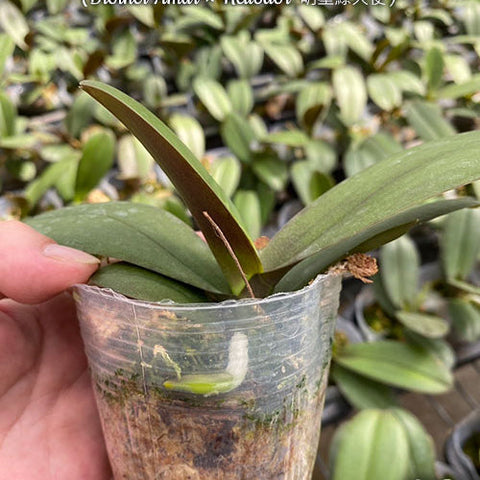 Phal. SKB Black Lace x (Brother Amar x Heliodor) - 2.5 inch plant size reference - square crop