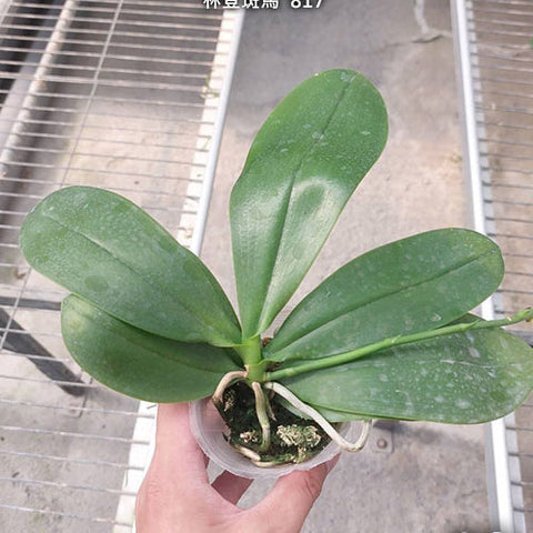 Phal. Lyndon Mix Zebra '817' - 2.5" size reference - square crop