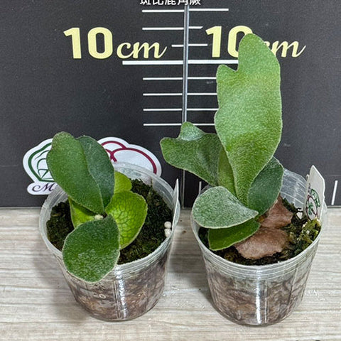 Platy. Bambi - 2 inch plant size reference - square crop