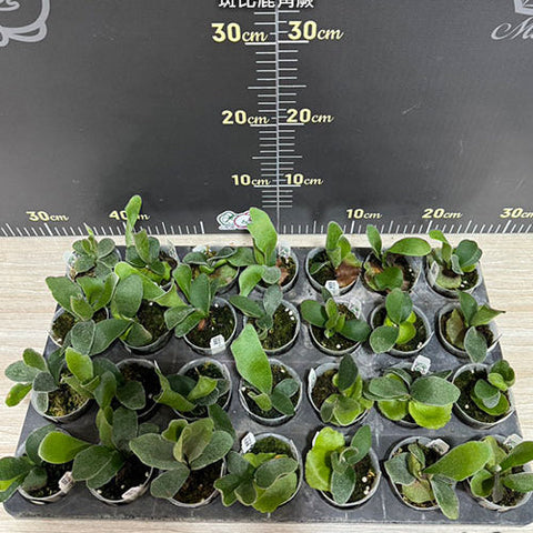Platy. Bambi - 2 inch plant size reference 2 - square crop