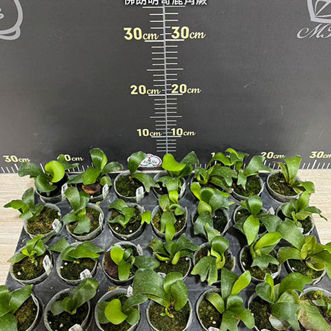 Platy. (hillii x coronarium) 'Flamenco' - 2 inch plant size reference - square crop