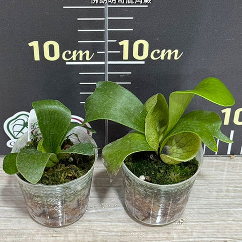 Platy. (hillii x coronarium) 'Flamenco' - 2 inch plant size reference 2 - square crop