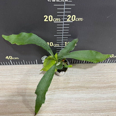 Platy. Konayuki - 1.7 inch plant size reference - square crop